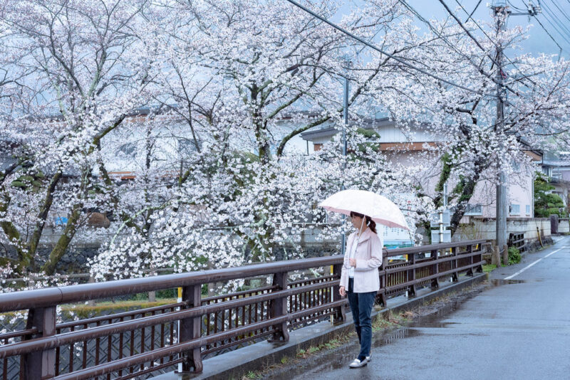 儚き桜、雨に舞う夜の情景