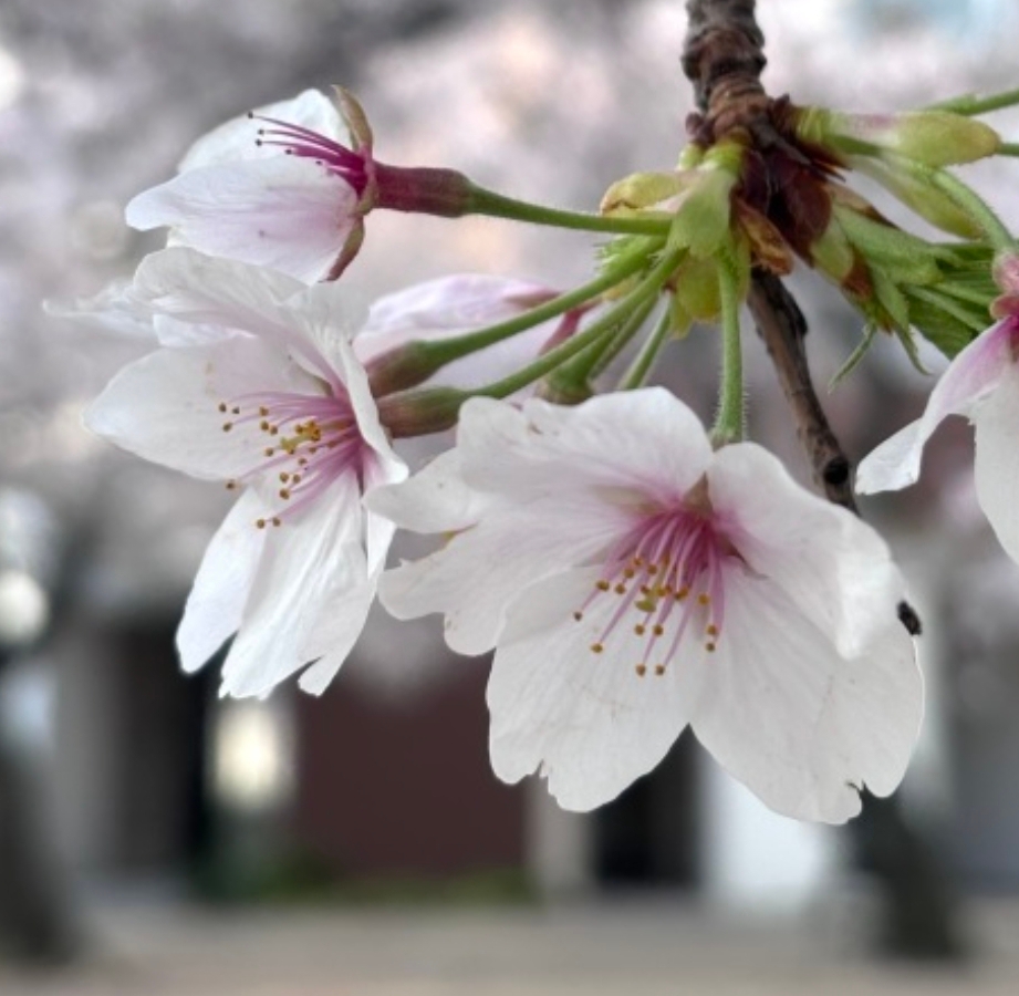 お花見、急げ〜！桜満開＆見頃、もうすぐ終わりそう？