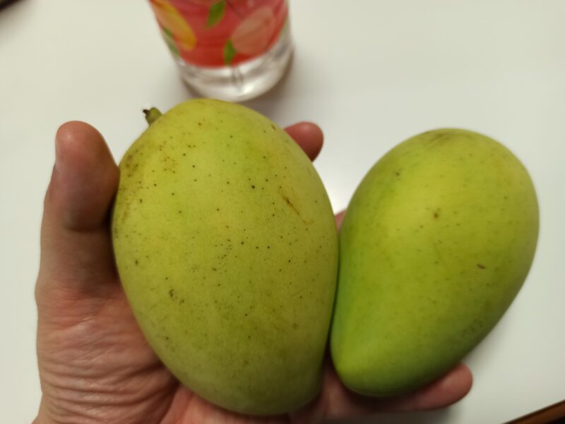 春の訪れと、とっておきのグリーンマンゴー