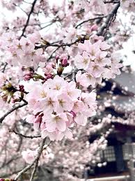 春の訪れ、桜満開！心躍る季節に、御堂筋を歩いてみませんか？
