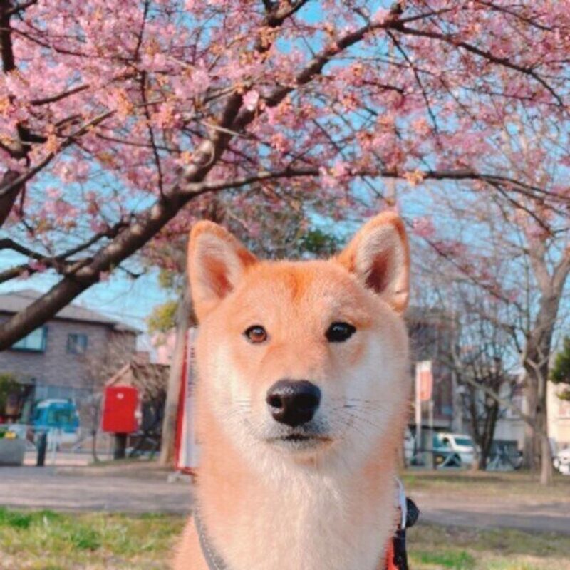 春の訪れとともに、うちのワンコもウキウキ♪ 御堂筋の桜並木、早く見に行きたいな～！